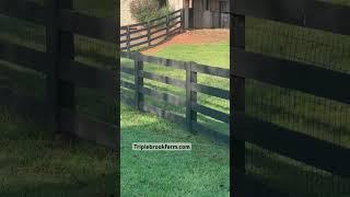 Little donkey and big dog adore their “mom” #funny #farm #country