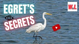 Famous Egret Secrets That You Love To Know