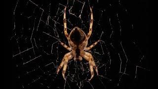 Beautiful Spider Web Build Time-lapse | BBC Earth