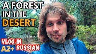 Russian Vocabulary in Nature: Neuquén's Artificial Forest