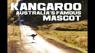 10 Kangaroo Facts - Australia's Famous Mascot - Animal a Day