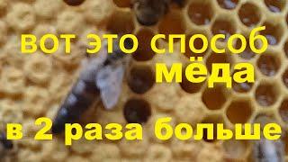 Эффективный способ, увеличивающий медосбор в 2 раза на главном взятке