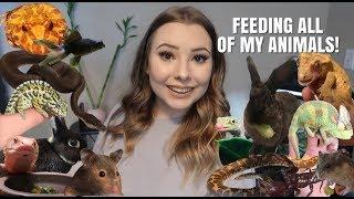 Feeding ALL Of My Pets! 40+ Animals