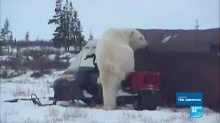 Canada: Welcome to Churchill, the polar bear territory!