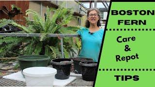 Boston Fern Care and Repot Tips