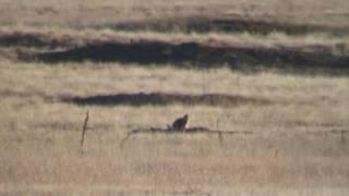 Prairie Dog Hunting 22 250