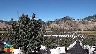 Massive 60 acre cannabis growing operation