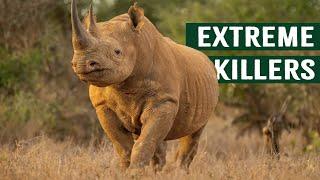 Deadly Apex Stand Off: Tiger Comes Face To Face with A Rhino