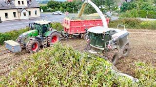 Mais 2024 | Claas Jaguar 980 am Mais häckseln mit Fendt 1050, 936 John Deere 7R 290