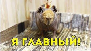 НОВЫЙ ПРЕЗИДЕНТ В СВИНСКОМ ГОСУДАРСТВЕ / SvinkiShow