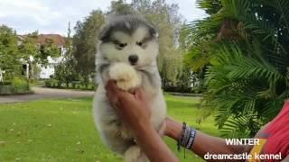 Baby Male Alaskan Malamute "Dreamcastle Tender In The Winter"