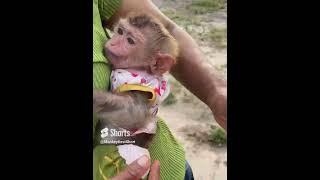 #awesomemonkey #animalphotos #babymonkey #amazingmonkey #animalpictures #cute