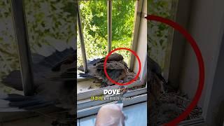 A Dove Built a Nest Outside Her Window  #shorts ️