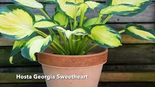 Rewela Hostas take a close  look at Hosta Georgia Sweetheart