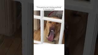 Hilarious Dog Licks Window in WEIRDEST Way Possible!