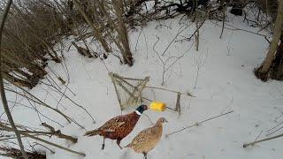 Неуловимый фазан (1-часть) | Elusive pheasant (1 part)