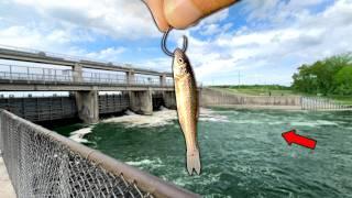 Fishing a BIG SPILLWAY with TINY Live Bait..