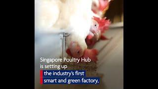 Singapore Poultry Hub Smart & Green Factory