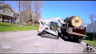 300 year old Tree Falls Down in middle of road !!!!!