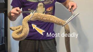 I bought the most dangerous snake on the planet