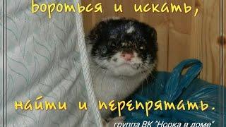 Норки и их шалости