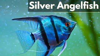 A Beginner's Guide to Caring for Silver Angelfish (Pterophyllum)