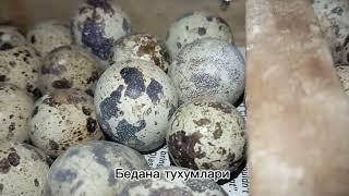 Хонадонда  бедана ку́пайтириш #бедана #тухум