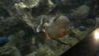 Fish in Aquarium at Cincinnati zoo.