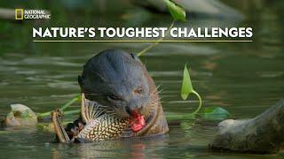 Resilient Species of the Jungle | Hostile Planet | हिंदी | Full Episode | S1 - E1 | Nat Geo Wild