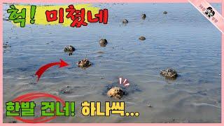 한 발 건너 하나씩 나오는 대왕급 소라 해루질
