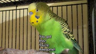 You Got This! You're Awesome! - Boba the Budgie - Talking Parakeet