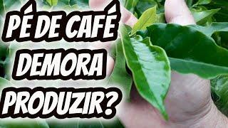 Quanto tempo demora para um pé de café começar a produzir? Qual o período do plantio até a colheita?