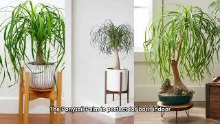 Beaucarnea Recurvata: The Drought-Tolerant Ponytail Palm  | Smart Planet Plants