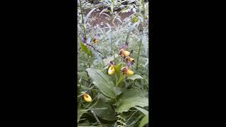 Wild Flowers