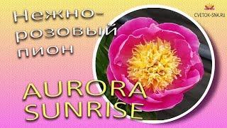 Нежно-розовый пион AURORA SUNRISE / Сад Ворошиловой