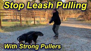 Stop Your Dog's Leash Pulling and Walk Beside You