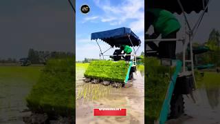 Rice cultivation machine  #kubota #shorts #agriculture