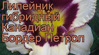 Лилейник гибридный Канадиан Бордер Петрол  обзор: как сажать, рассада лилейника