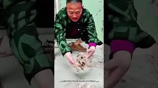 Unique Farm: Benefits and Potential of Rural Gecko Farming