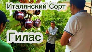 Италянский сорт Гилас… Бак Сыры:+996555887633