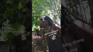 when dem fling stone aafa mi dog.