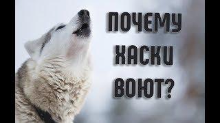 Почему ХАСКИ воют, а не лают | Сибирский Хаски