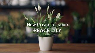 How to care for your Peace Lily | Grow at Home | RHS