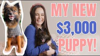 I GOT A DOG! : Claudia Morello YouTube Famous S2 E1