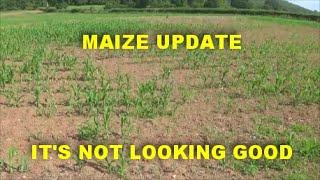 UPDATE ON THE MAIZE.IT'S NOT LOOKING GOOD