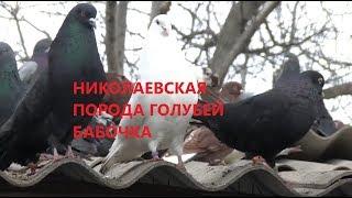 НИКОЛАЕВСКИЕ ГОЛУБИ /pigeons/ НИКОЛАЕВСКАЯ БАБОЧКА ВОВЫ КЕРЧЕНСКОГО. +7(978) 820 81 45