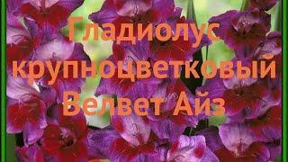 Гладиолус крупноцветковый Велвет Айз (gladiolus)  обзор: как сажать, луковицы гладиолуса Велвет Айз