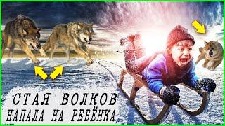 Стая волков и одинокий ребенок. Истории про волков. Таежные истории, рассказы про животных