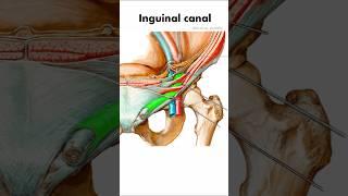 Inguinal Canal Simplified | Extent & Boundaries