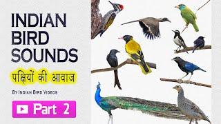 Indian bird sounds - Part 2 (HD sound and video ) #indian_birds #indian_bird_sounds #bird_calls